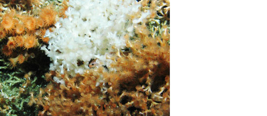 Lophelia B Gorgonia - c. Karen Hissman/IFM-GEOMAR