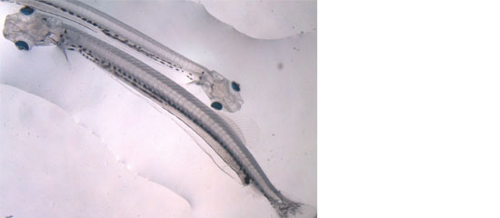 Herring Larvae