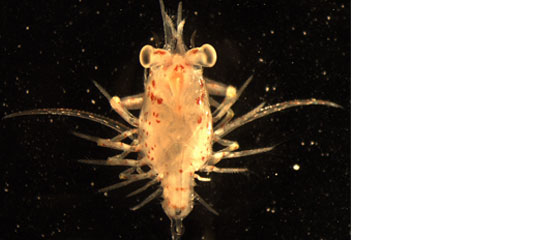 Nephrops Larva