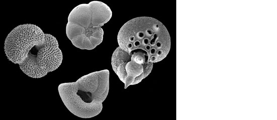 Fossil foraminifera (calcifying plankton) from the Eocene of Tanzania. 